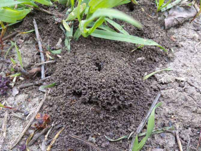 Борьба с муравьями на участке