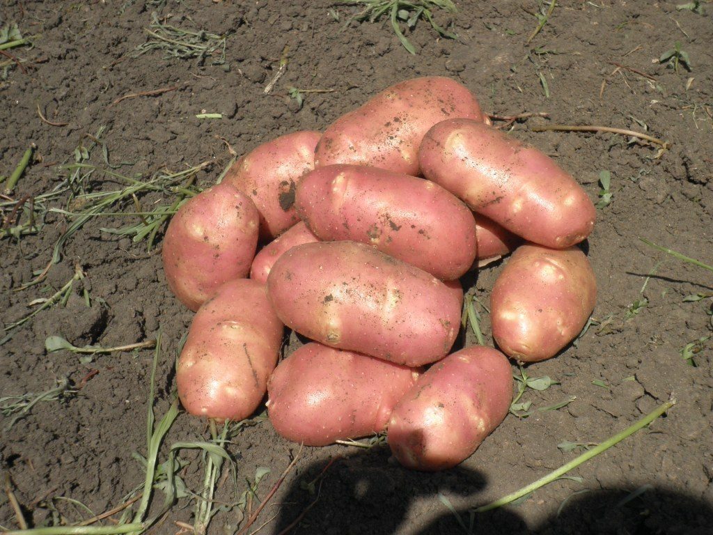 Сорт картофеля ред скарлет – описание, отзывы, фото