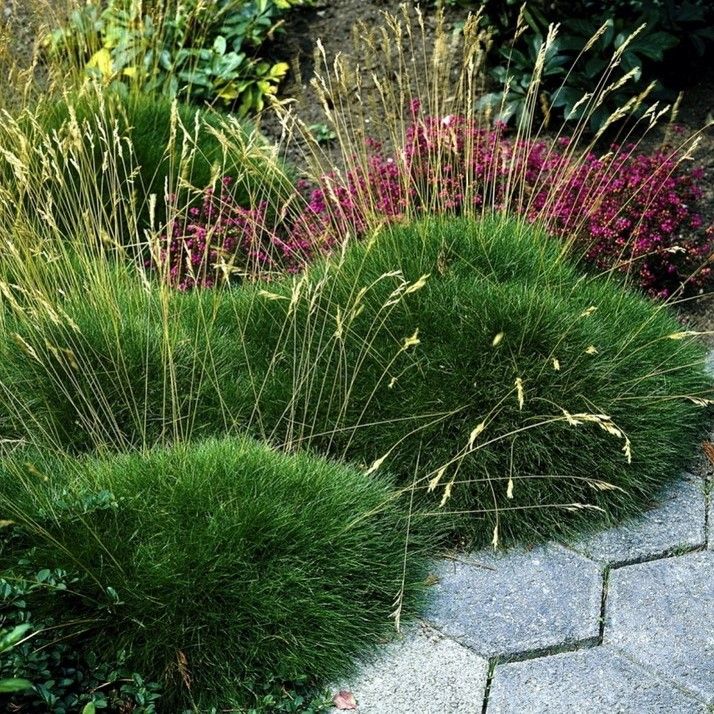 Травы для клумбы: 9 декоративных трав, которые заслуживают внимания цветовода
