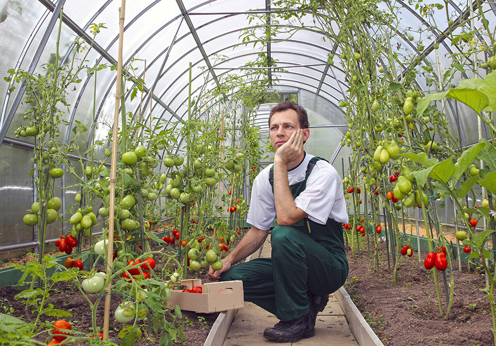 Выращивание хорошего урожая в теплице — 4 основных правила обустройства