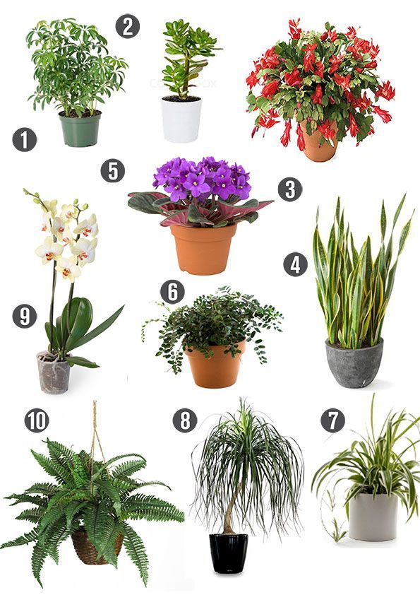 Горшечные растения для дома фото и названия