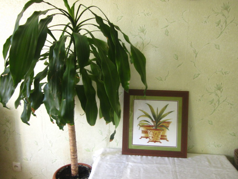 Цветок комнатный похож на пальму фото и название