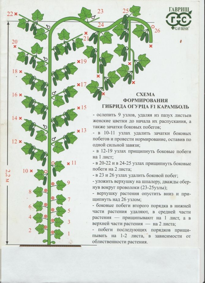 Схема формирования томатов в теплице из поликарбоната