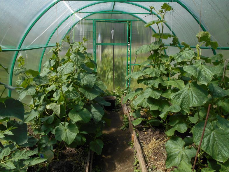 Правила и способы выращивания огурцов в теплице: температурный режим, лучшие сроки, подготовка почвы и рассады
