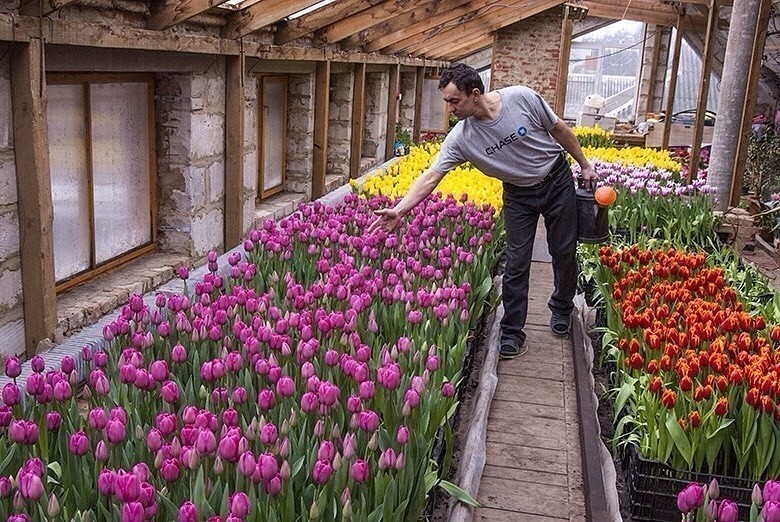 Выращивание цветов в теплице как бизнес в 2021 году