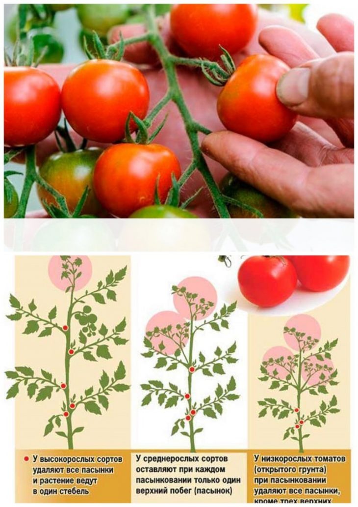 Как пасынковать помидоры в теплице: пошаговые схемы и видео