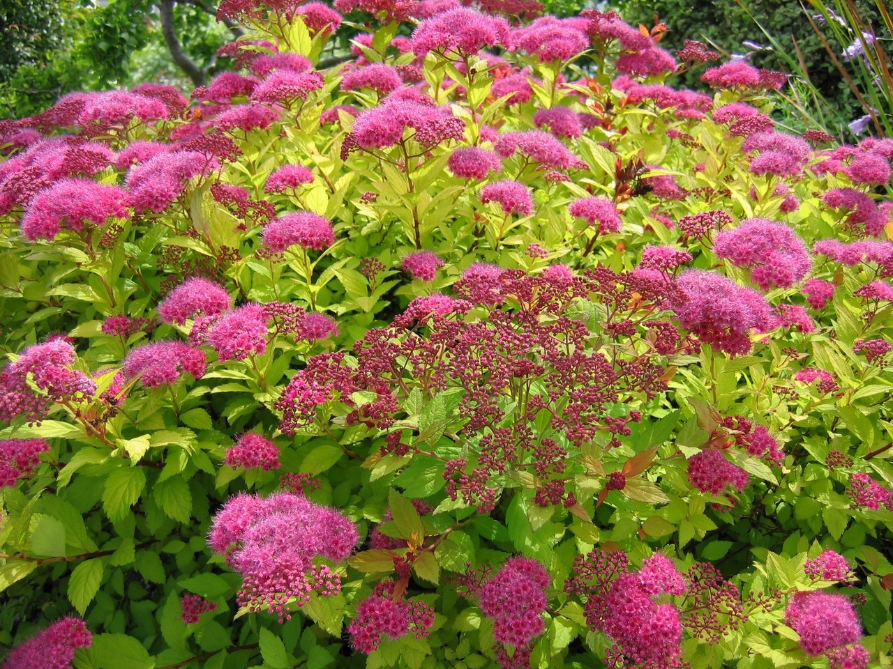 Спирея японская (Spiraea japonica)