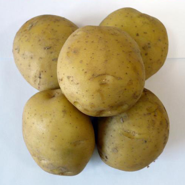 Характеристика и описание сорта картофеля голубизна - общая информация - 2021