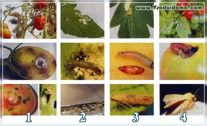 Как распознать основные болезни томатов и определить, что растения атакуют вредители: признаки и способы борьбы