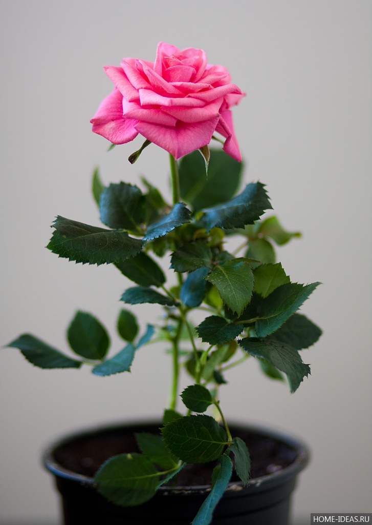 Домашняя или комнатная роза - уход и выращивание | о розе