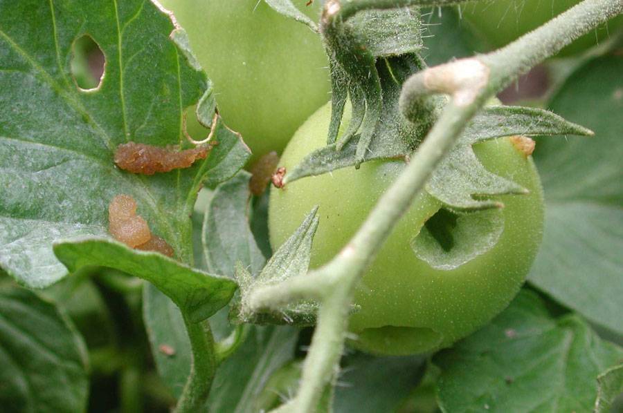 Маленькая, но вредоносная: как вовремя обнаружить и чем уничтожить белокрылку на тепличных томатах