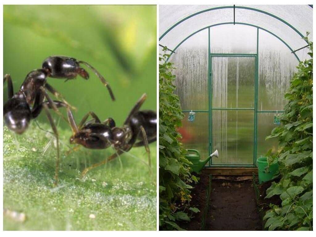 12 способов, как избавиться от муравьев в теплице с помидорами