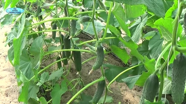 Выращивание огурцов в теплице от а до я