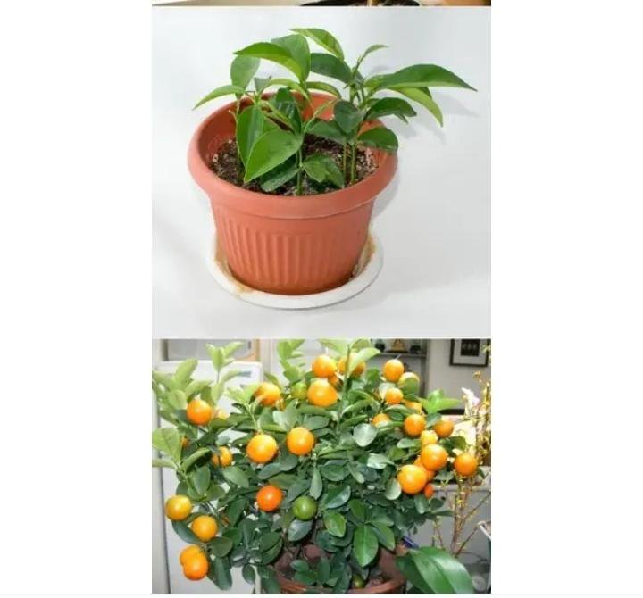 Как вырастить мандарин из косточки в домашних условиях, инструкция по выращиванию дома