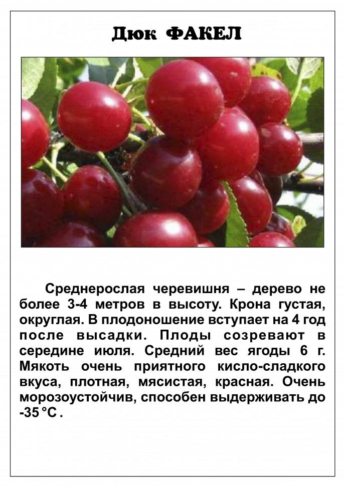 Романтичная ягода: подборка самых вкусных сортов черешни для средней полосы России