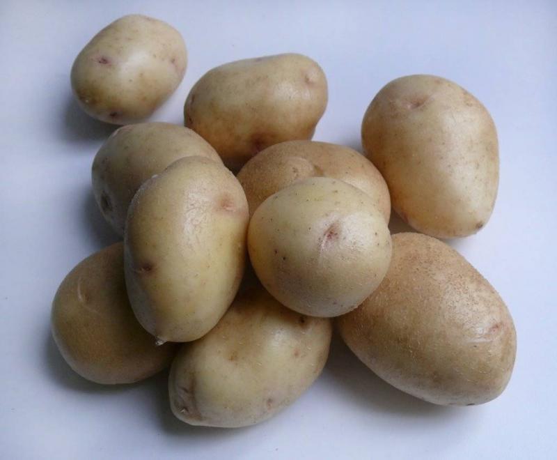 Картофель скарб - характеристика сорта, отзывы