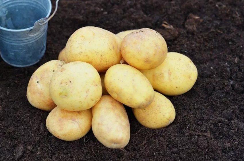 Сорта картофеля для центрального региона: список