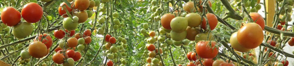 Что сделать, чтобы помидоры в теплице быстрее краснели: лучшие приемы и лайфхаки опытных дачников