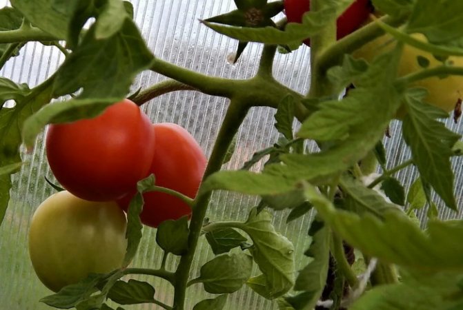 Как можно ускорить созревание помидор в теплице и на открытом грунте