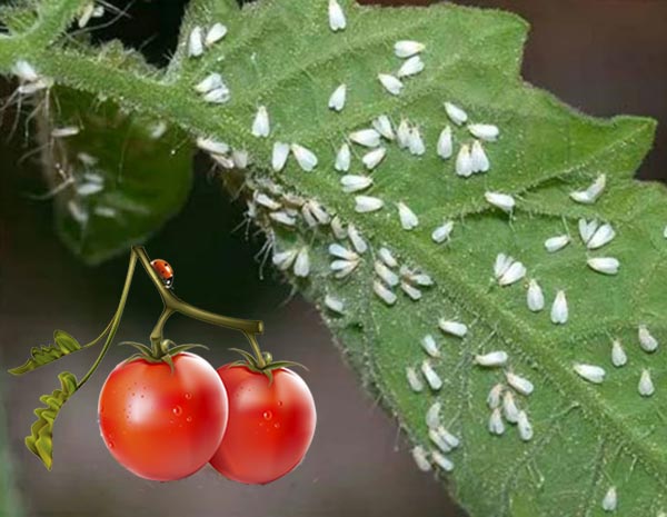 Белокрылка на помидорах, капусте, огурцах - методы борьбы с паразитом