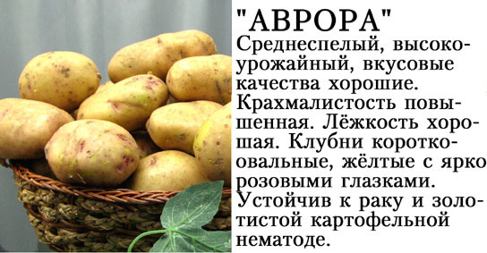 Ранние сорта картофеля для средней полосы, подмосковья, сибири, черноземья - отзывы, описание и характеристика