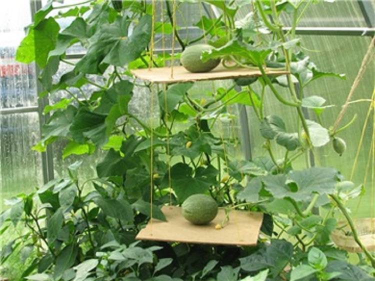 Как выращивать и ухаживать за дыней в теплице из поликарбоната