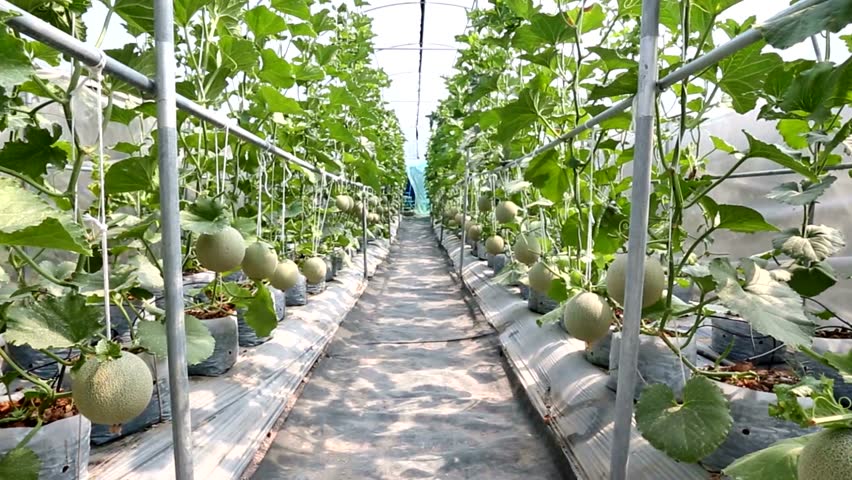 Как вырастить сочные арбузы в теплице из поликарбоната?