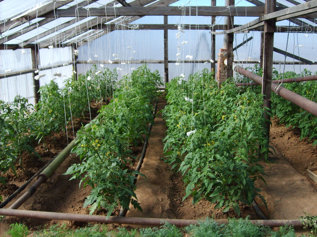 Пошаговая инструкция выращивания помидор в теплице | огородники