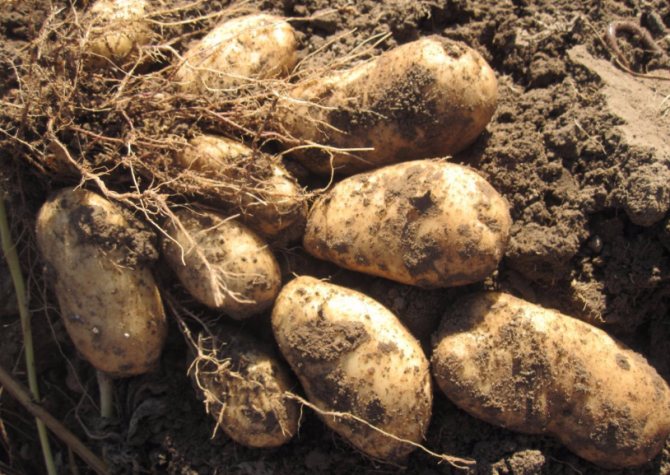 Сорт картофеля лапоть: отзыв, описание, где купить