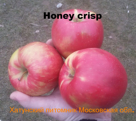 Яблоня хани (хоней) крисп: фото и описание сорта, отзывы