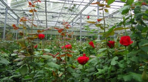 Правила выращивания и ухода за розами в теплице