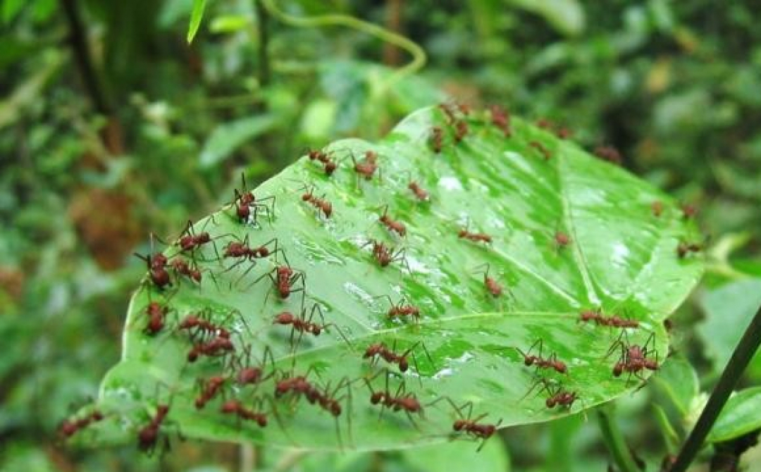 Средства и методы борьбы с муравьями на садовом участке