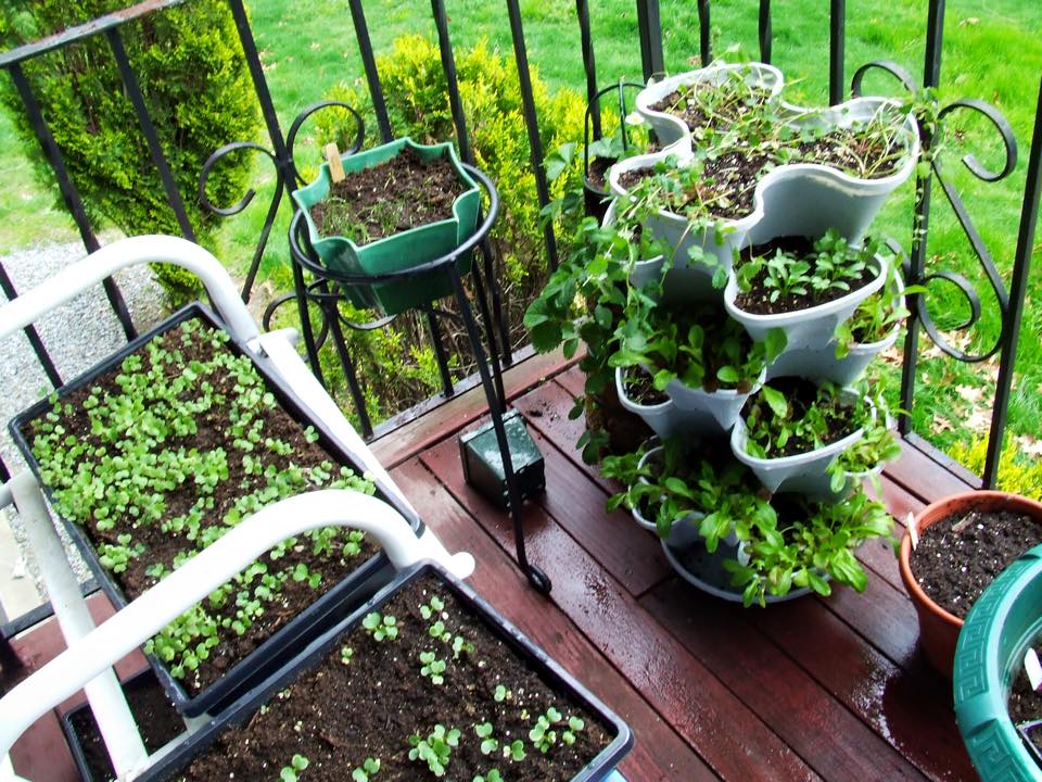 Идеи огорода на балконе: как объединить красоту и пользу