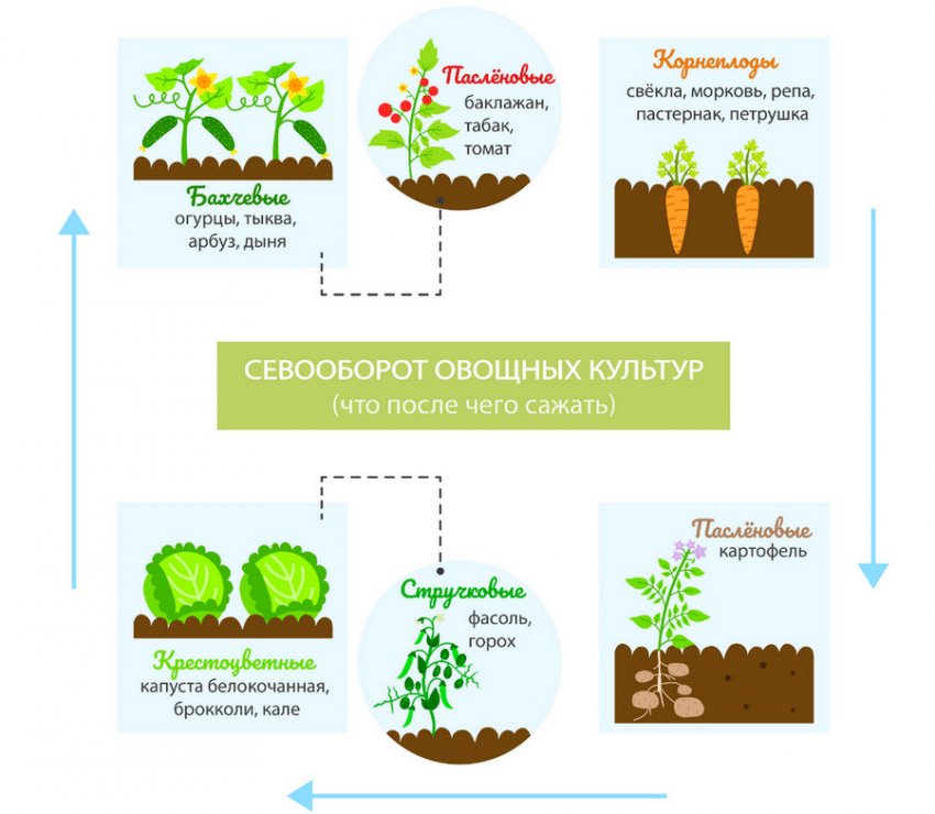 Севооборот в огороде схема