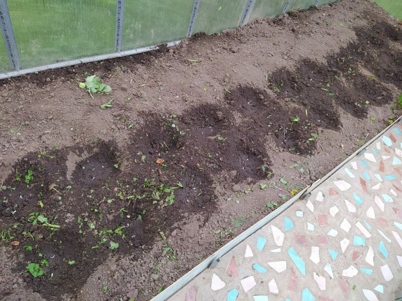 Высадка огурцов в открытый грунт семенами, когда и как сажать правильно | сад и огород