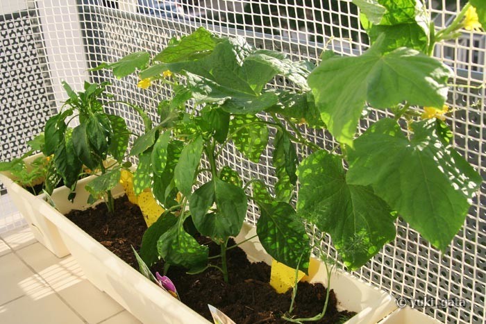Выращивание огурцов на балконе в домашних условиях