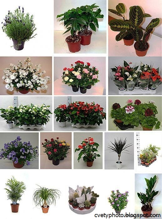 ???? комнатные домашние растения и цветы: фото и названия, разновидности