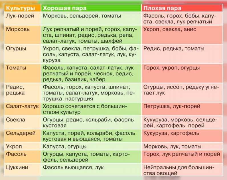 С какими овощными культурами можно сажать огурцы