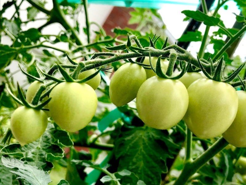 Как ускорить созревание помидоров в теплице: способы и советы