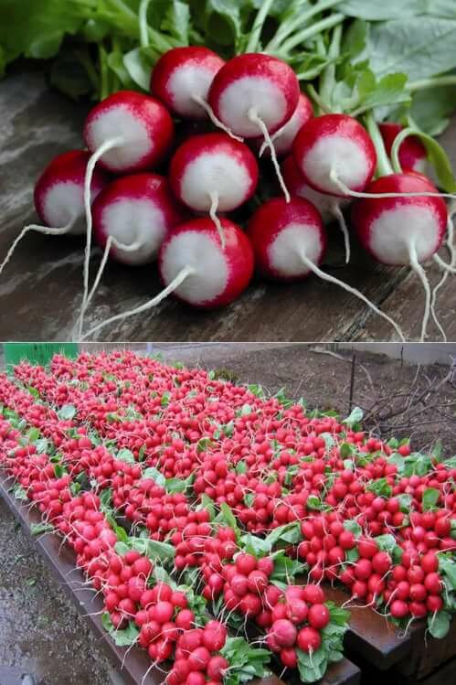 Лучшие сорта (семена) редиса для теплицы: отзывы, фото с названием и описанием, для посадки весной, летом, осенью