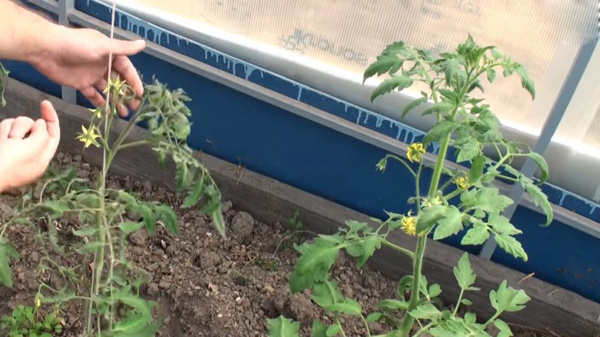 Как подвязать помидоры - 120 фото грамотного выращивания помидор в теплицах