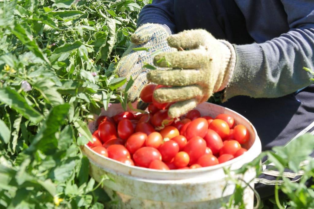 Как вырастить богатый урожай томатов на своем участке? | садоводство и огородничество