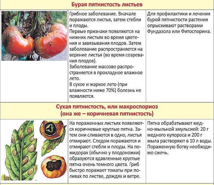 Почему чернеют помидоры: изучаем пятна на листьях, стебле, плодах томата – пытаемся спасти урожай