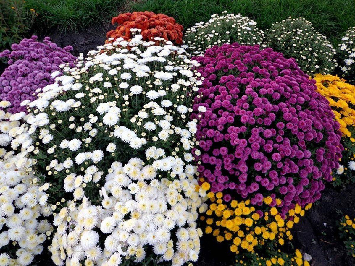 Зимостойкие сорта хризантем: 20 лучших, особенности выращивания, фото и отзывы