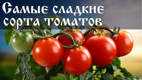 Самые сладкие томаты для теплиц: 20 популярных сортов