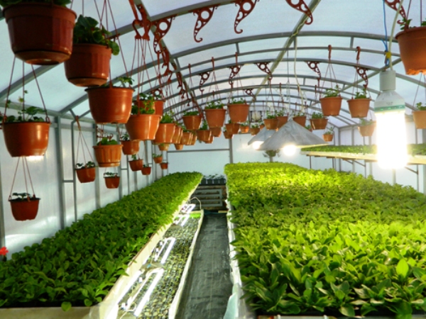 Выгодно ли выращивать зелень на продажу: все за и против