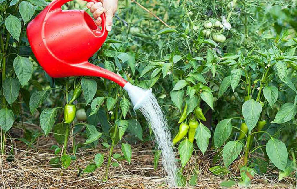 Как правильно поливать перцы в теплице - всё о землеводстве