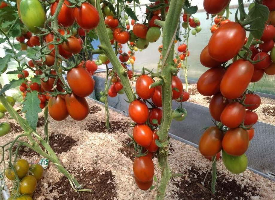 Топ 35 самых высокоурожайных сортов помидоров