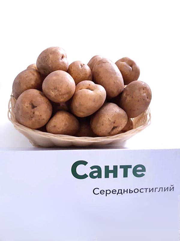 Картофель санте: описание и характеристика сорта, вкусовые качества, особенности выращивания и ухода, фото