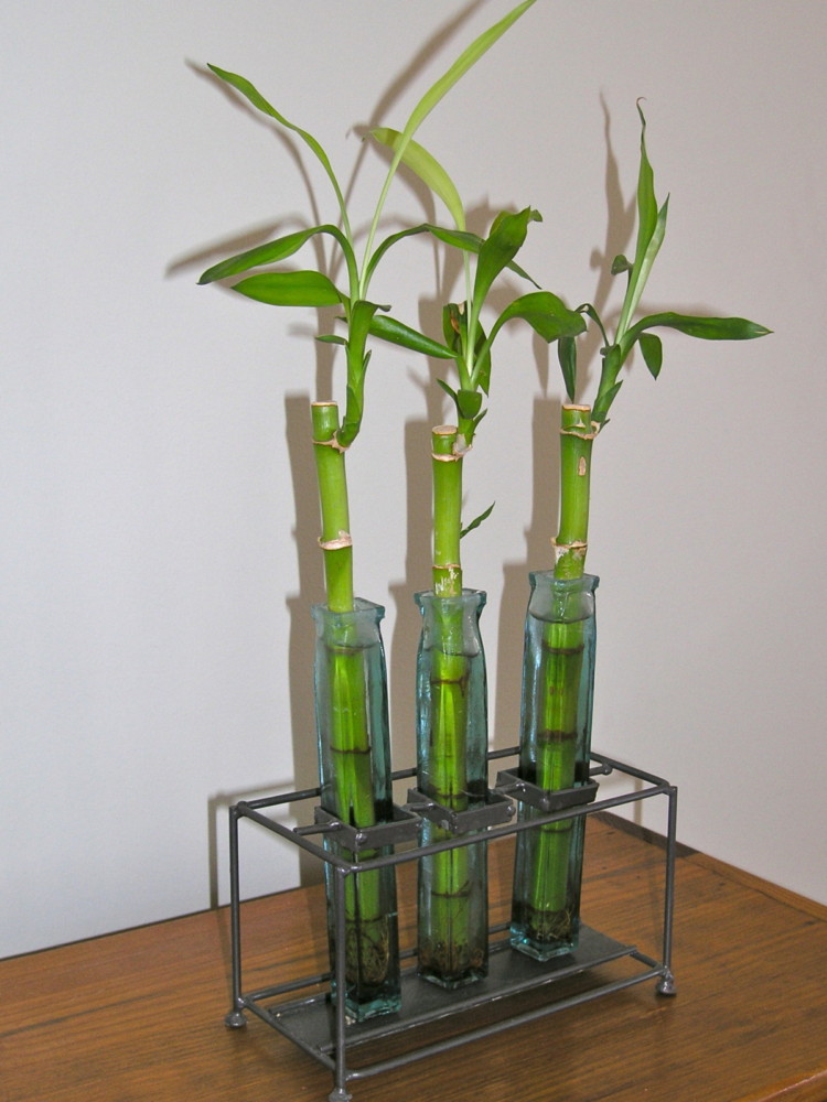 Уход за бамбуком в домашних условиях: размножение семенами, черенками, пересадка, выращивание в воде и грунте, как закрутить, почему желтеет